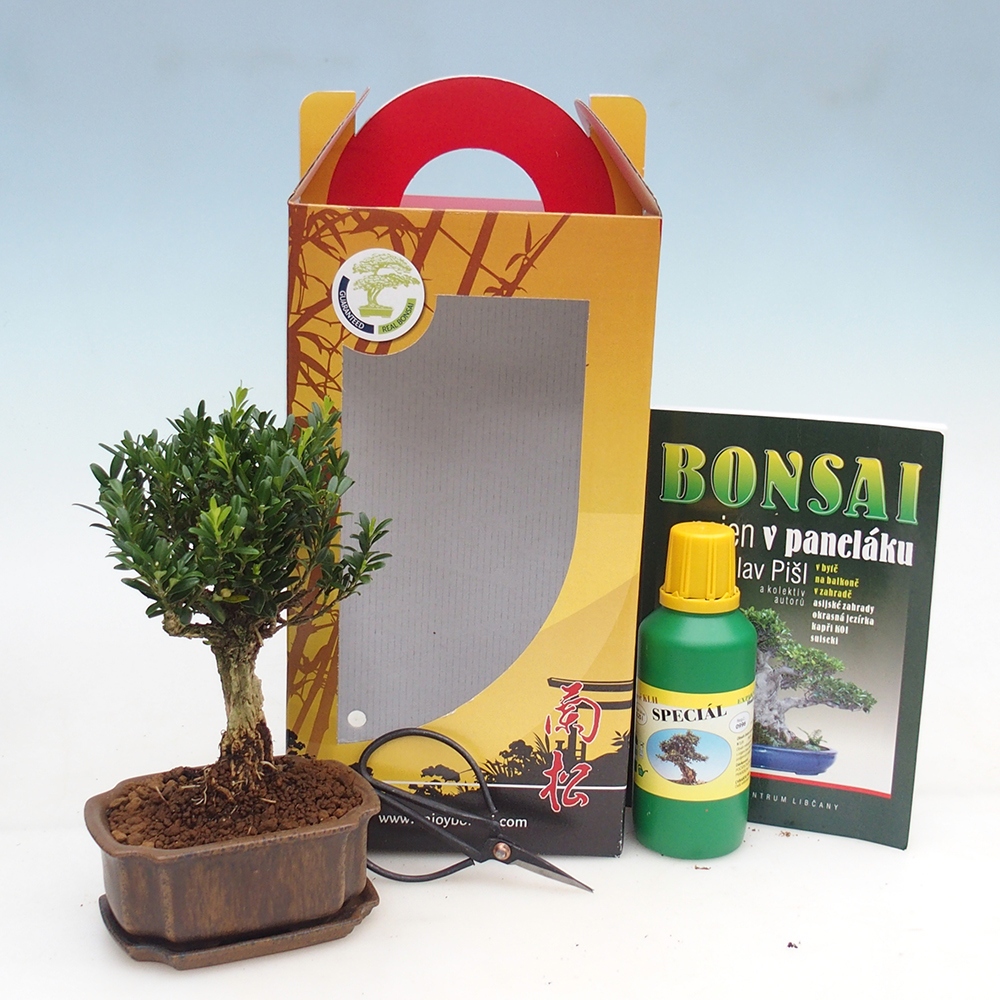 Room bonsai in gift box Buxus harlandii - cork buxus