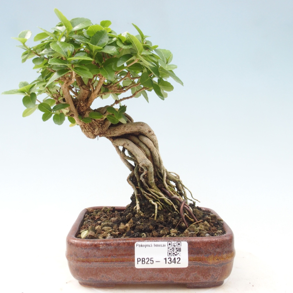 Indoor bonsai - Premna serratifolia - Kozlovon small-leaved