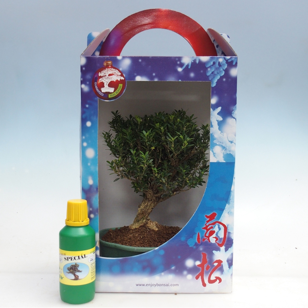 Room bonsai in gift box Buxus harlandii - cork buxus