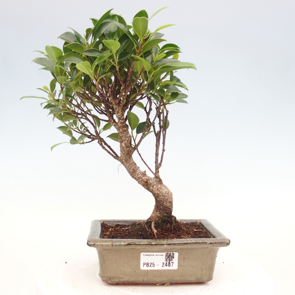 Indoor bonsai - Ficus retusa - small-leaved ficus