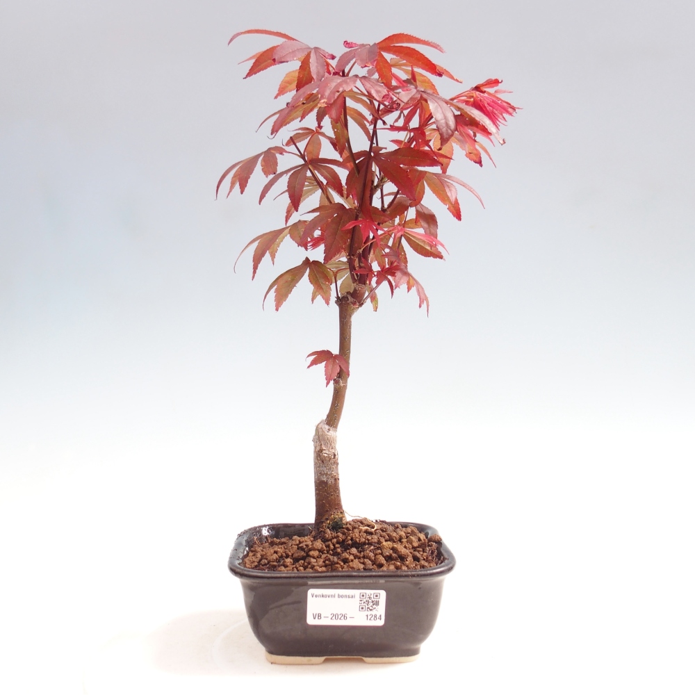 Outdoor bonsai - Acer palm. Atropurpureum-Javor palmate