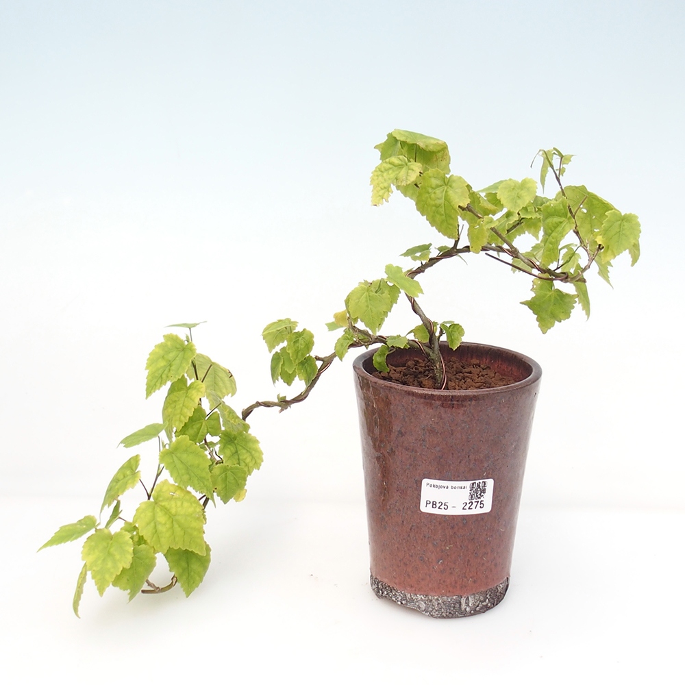 Indoor bonsai - Abutilon Big Bell - River cloudberry