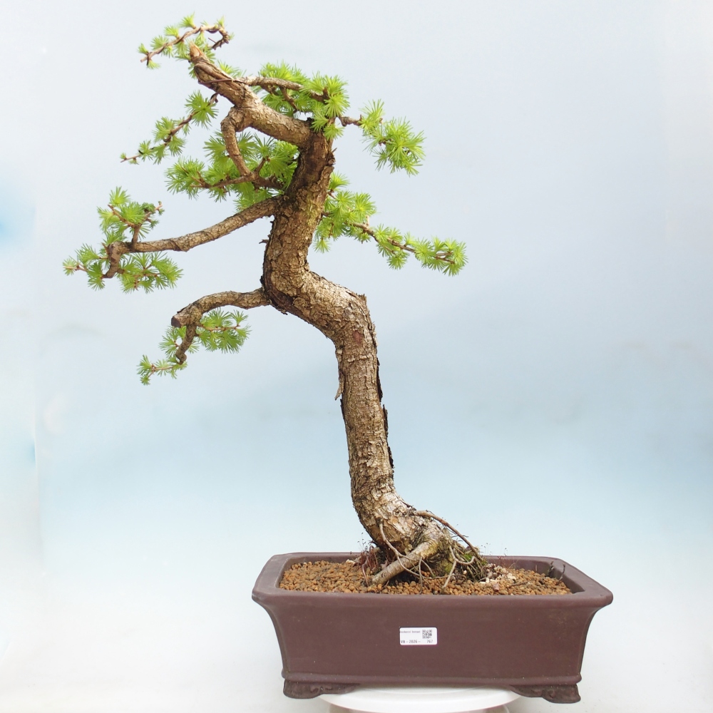 Outdoor bonsai -Larix decidua - Larch