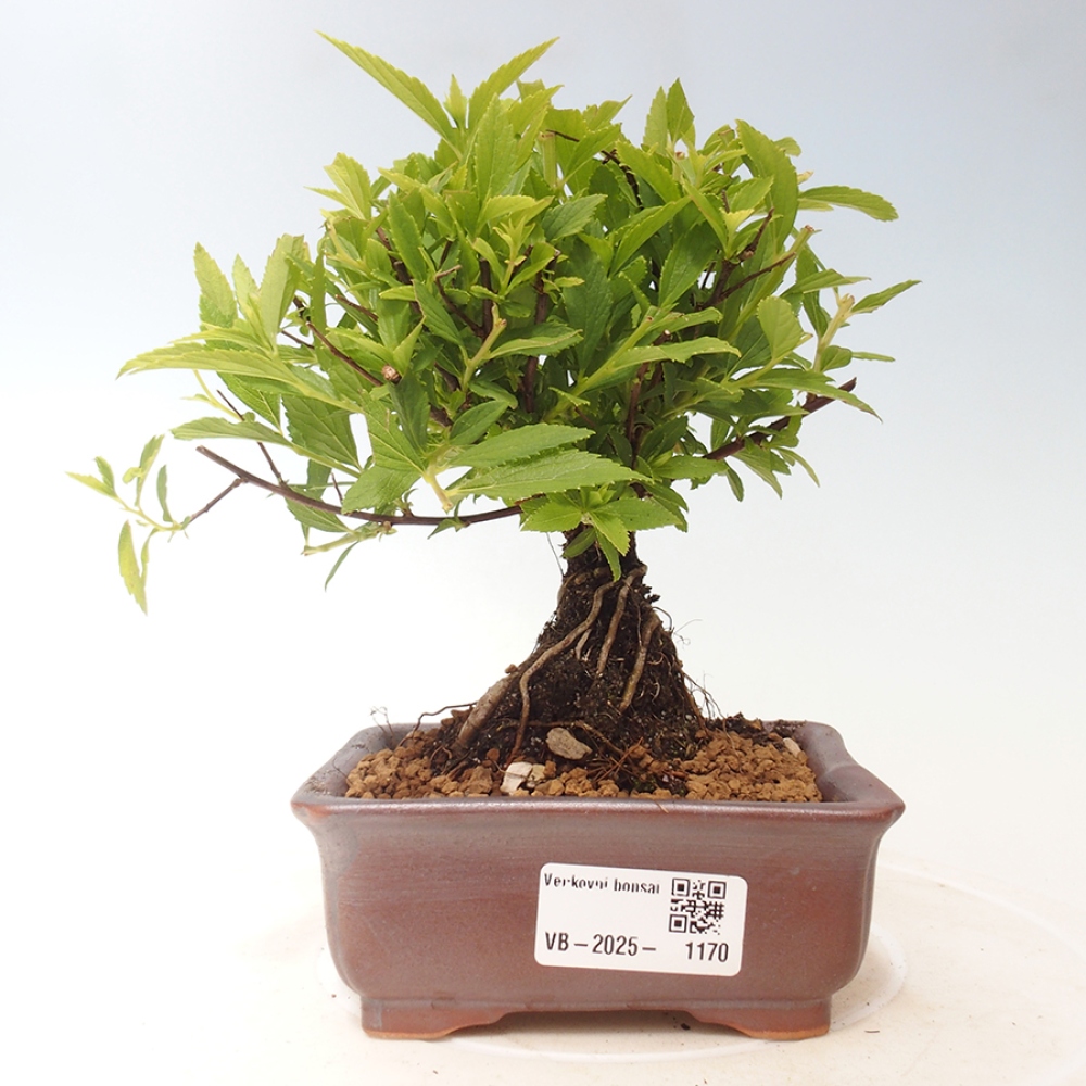 Outdoor bonsai - Spirea japonica GENPSI
