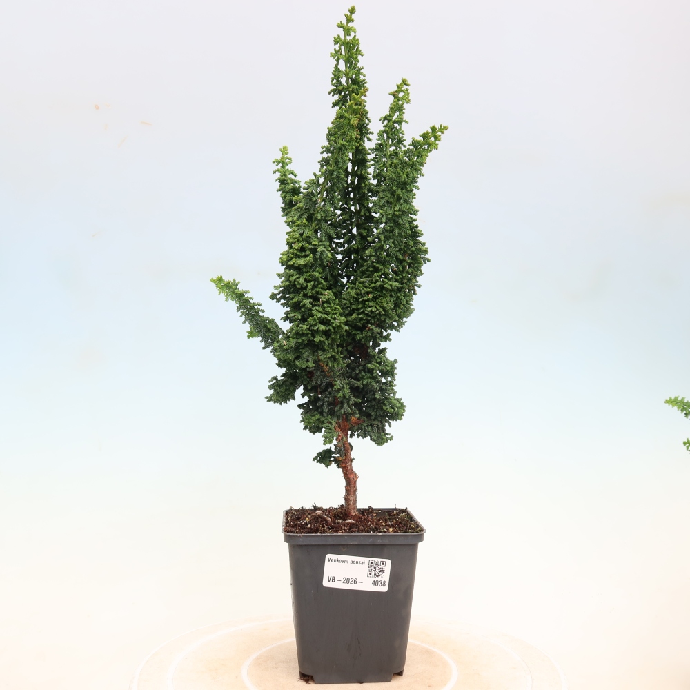 Outdoor bonsai - Cham. obtusa SEKKA HINOKI - Cypress