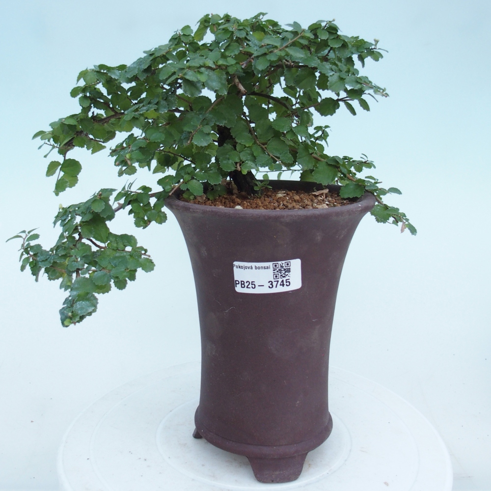 Room bonsai - Grewia sp. - Grewia malafolia