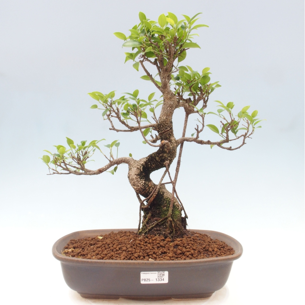 Indoor bonsai - Ficus kimmen - small-leaved ficus