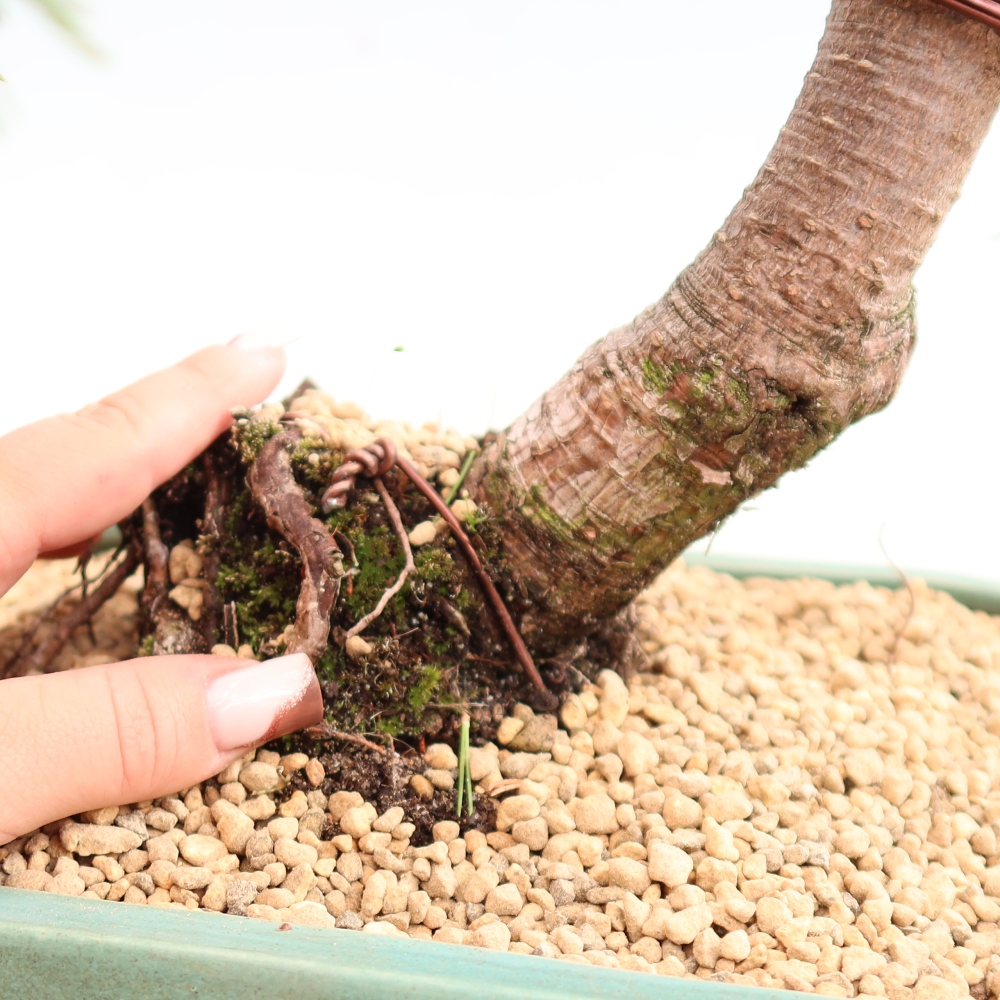 Outdoor Bonsai - Pinus mugo Humpy  - Mountain Pine