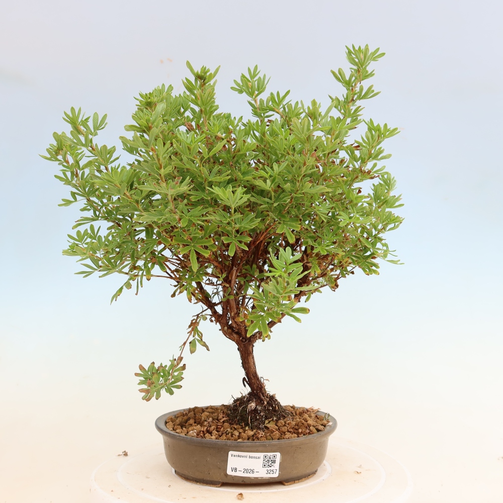 Outdoor Bonsai—Shrubby Cinquefoil—Potentilla fruticosa 'Bellissima'