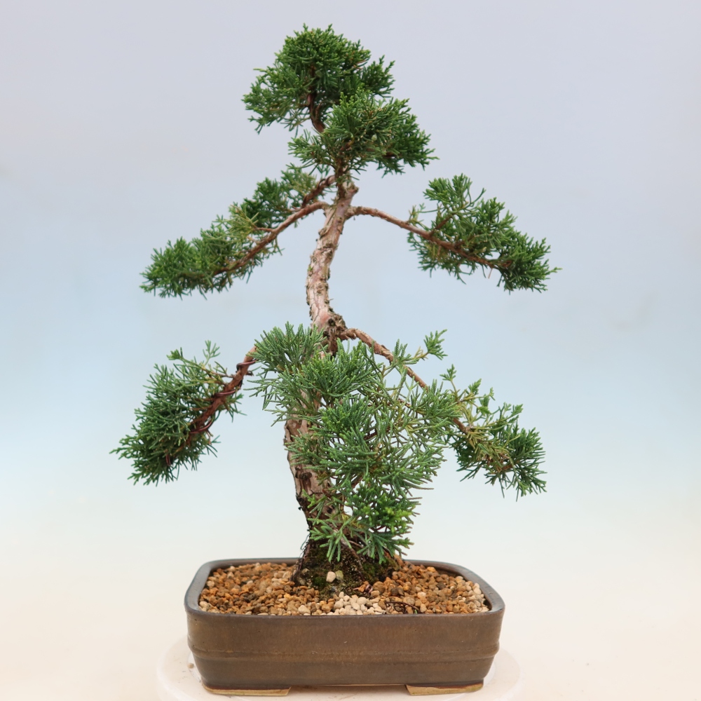 Outdoor bonsai - Juniperus chinensis Kishu