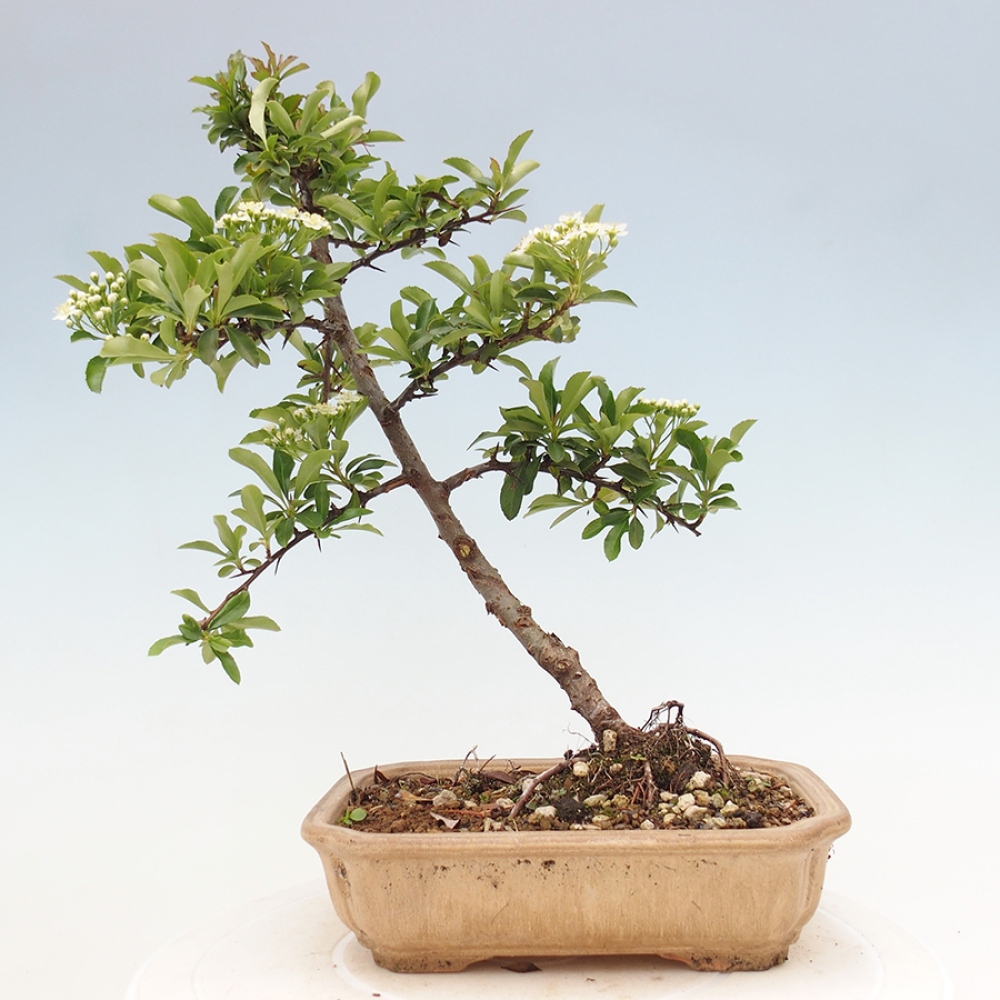 Outdoor Bonsai-Pyracanta Teton -Bakery