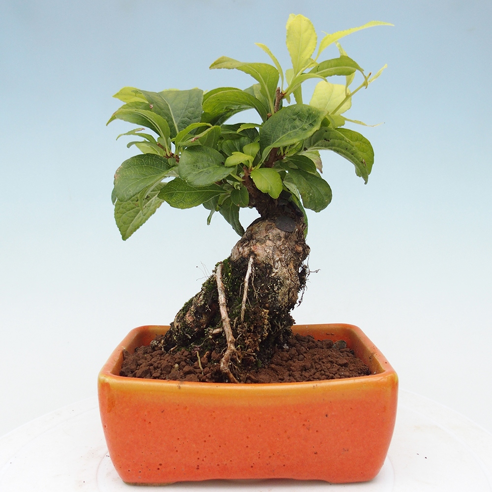 Outdoor bonsai - Celastrus Jesenec