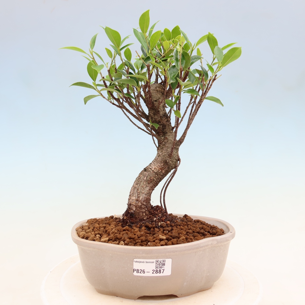 Room bonsai - Ficus kimmen - small-leaved ficus
