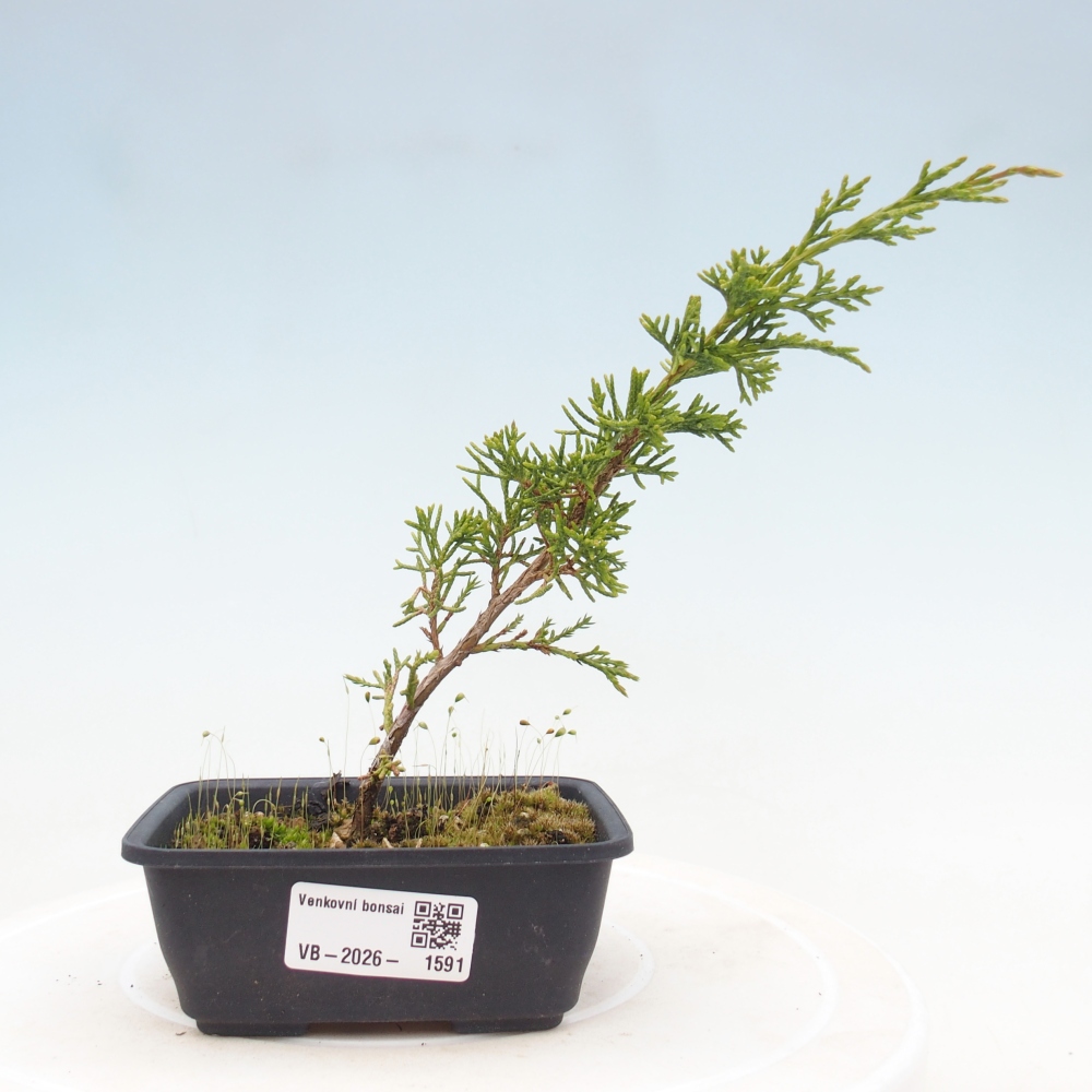 Outdoor bonsai - Juniperus chinensis Itoigawa