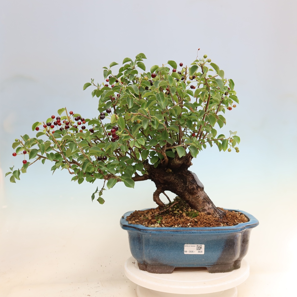 Outdoor Bonsai - Mahaleb - Prunus mahaleb