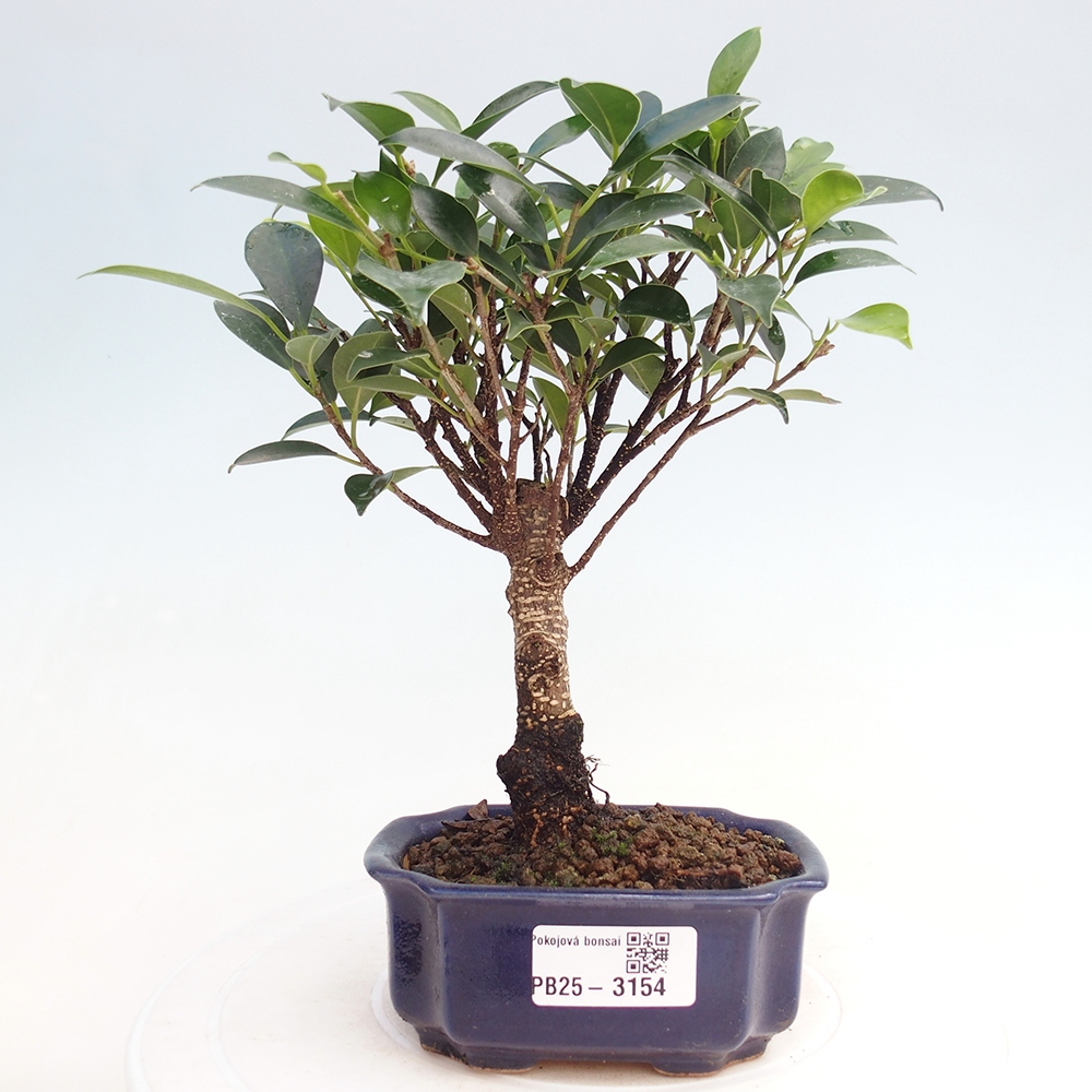 Room bonsai Ficus retusa kimmen