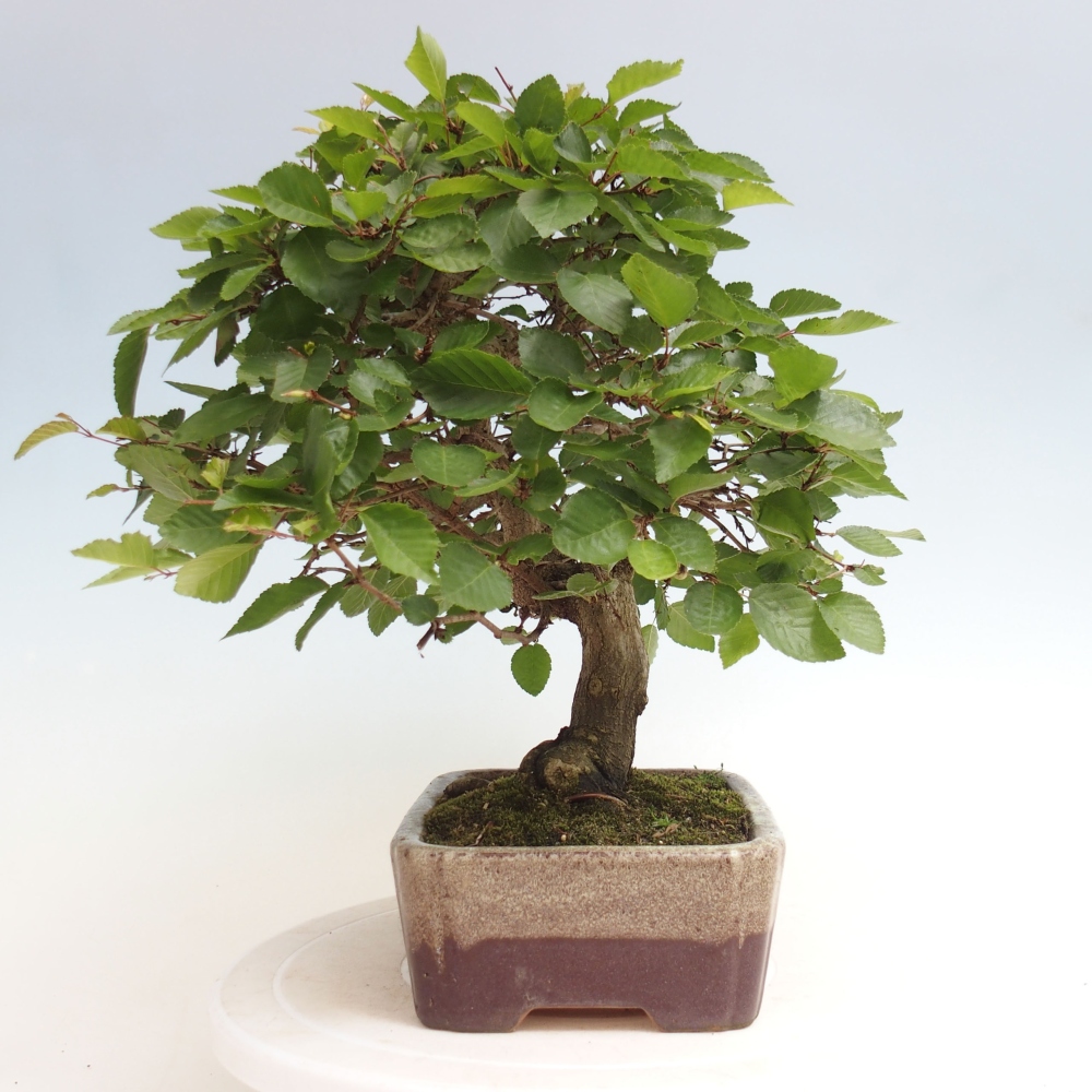 Outdoor bonsai -Carpinus CARPINOIDES - Korean hornbeam