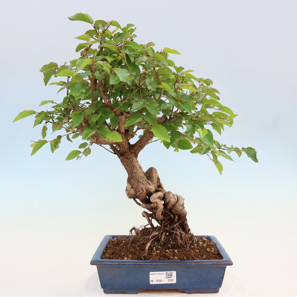 Outdoor bonsai -Carpinus coreana - Korean Hornbeam
