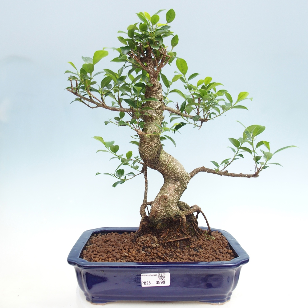 Room bonsai - Ficus kimmen - small-leaved ficus
