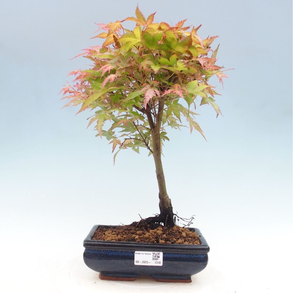 Maple - Acer palmatum Beni Tsukasa