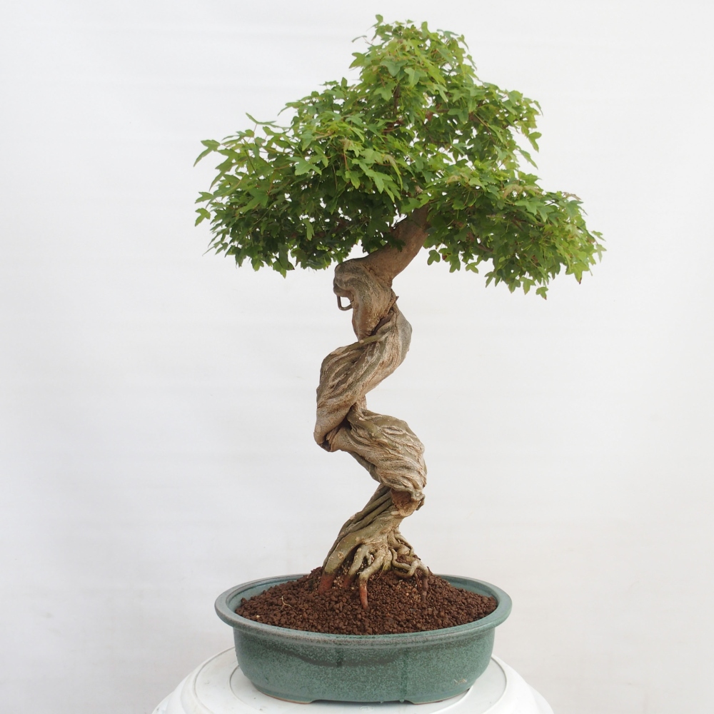 Outdoor bonsai - Maple Buergerianum - Burger Maple