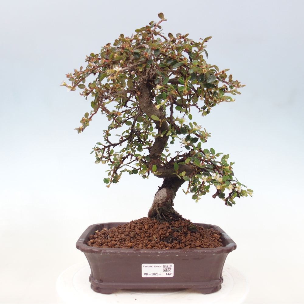 Outdoor bonsai-Cotoneaster dammeri - Damer's Rock