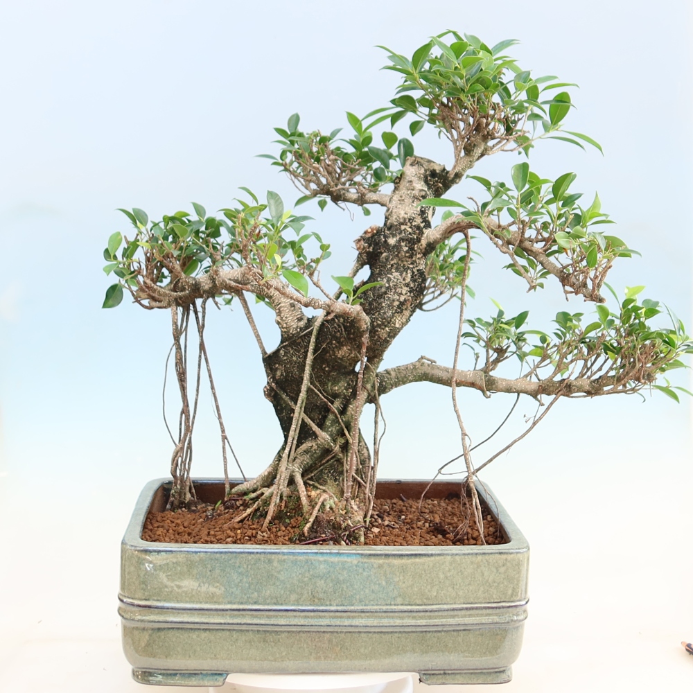 Room bonsai - Ficus kimmen - small-leaved ficus