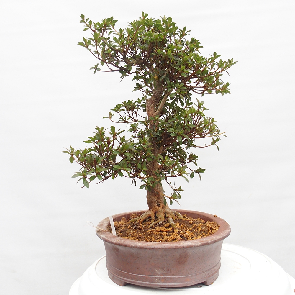 Outdoor bonsai - Japanese Azalea - Azalea Hanatsuzuri
