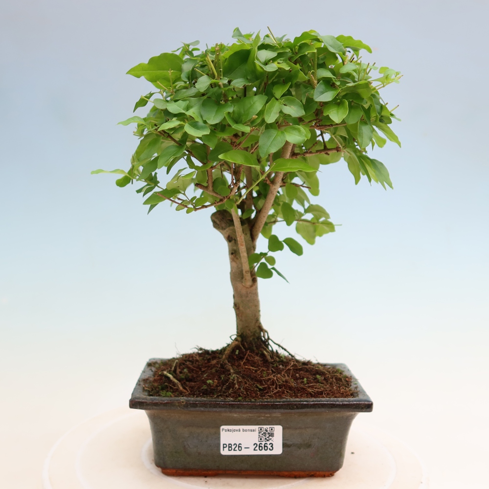 Room bonsai -Ligustrum chinensis - Birds Beak