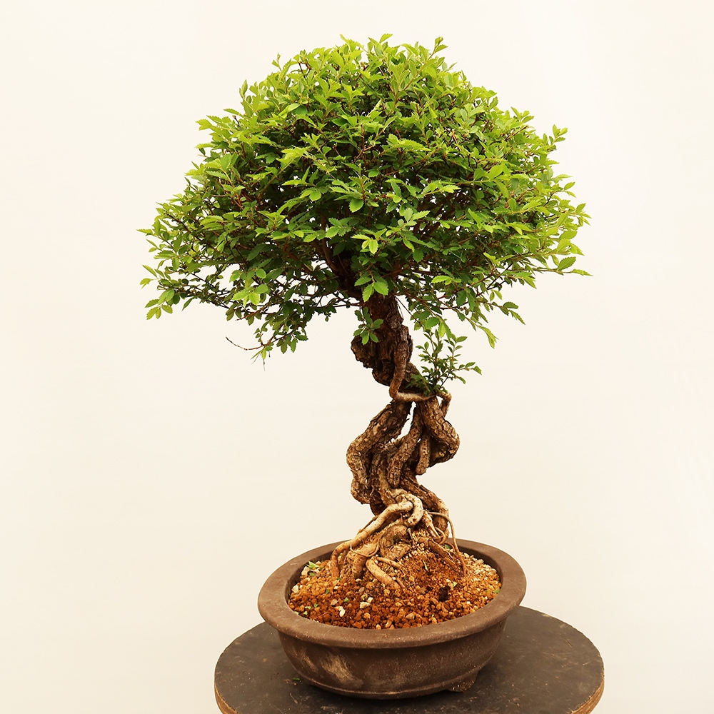 Outdoor bonsai - Zelkova - Zelkova NIRE