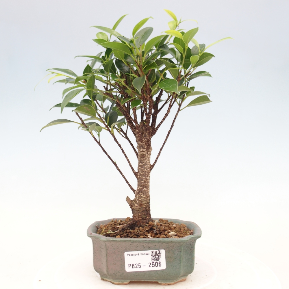 Indoor bonsai - Small-leaved ficus - Ficus kimmen