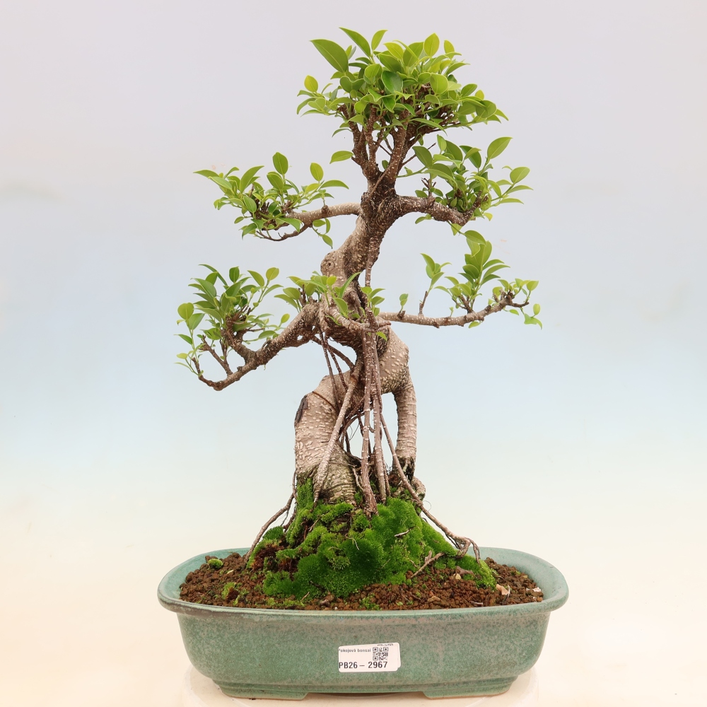 Room bonsai - Ficus kimmen - small-leaved ficus