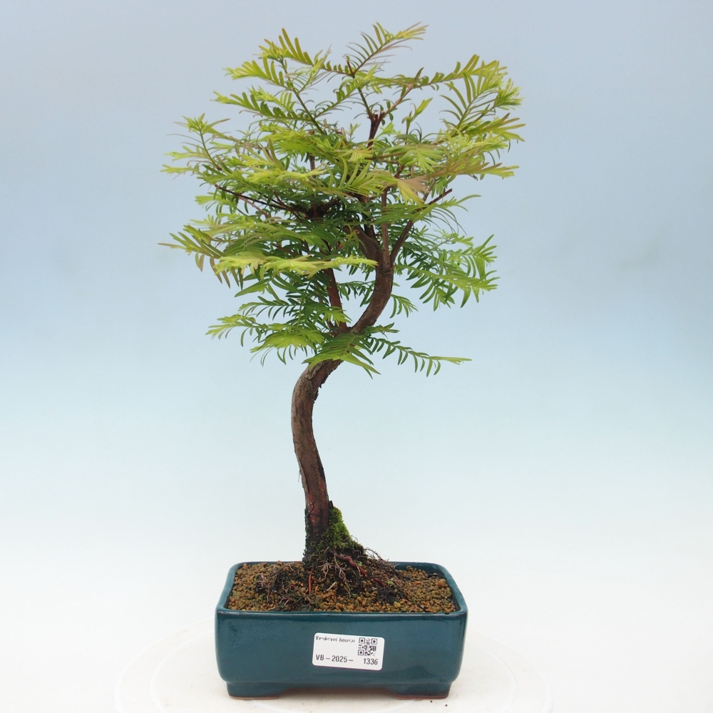 Outdoor bonsai - Metasequoia glyptostroboides - Chinese Metasequoia