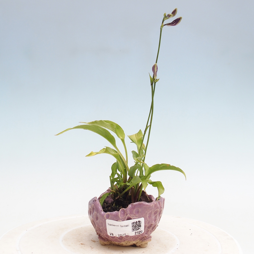 Outdoor bonsai - Mini Hosta - Goddess