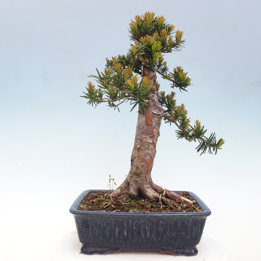 Outdoor bonsai - Taxus cuspidata - Japanese yew