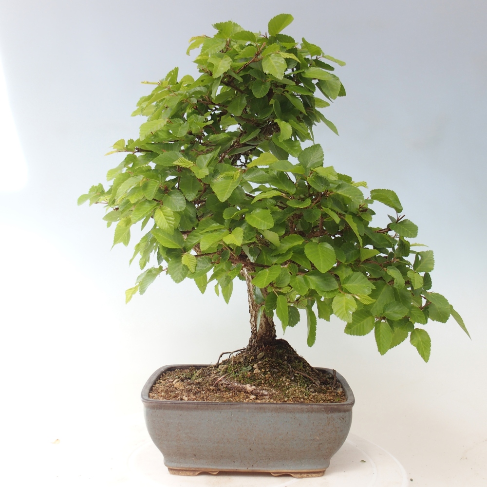 Outdoor bonsai -Carpinus CARPINOIDES - Korean Hornbeam