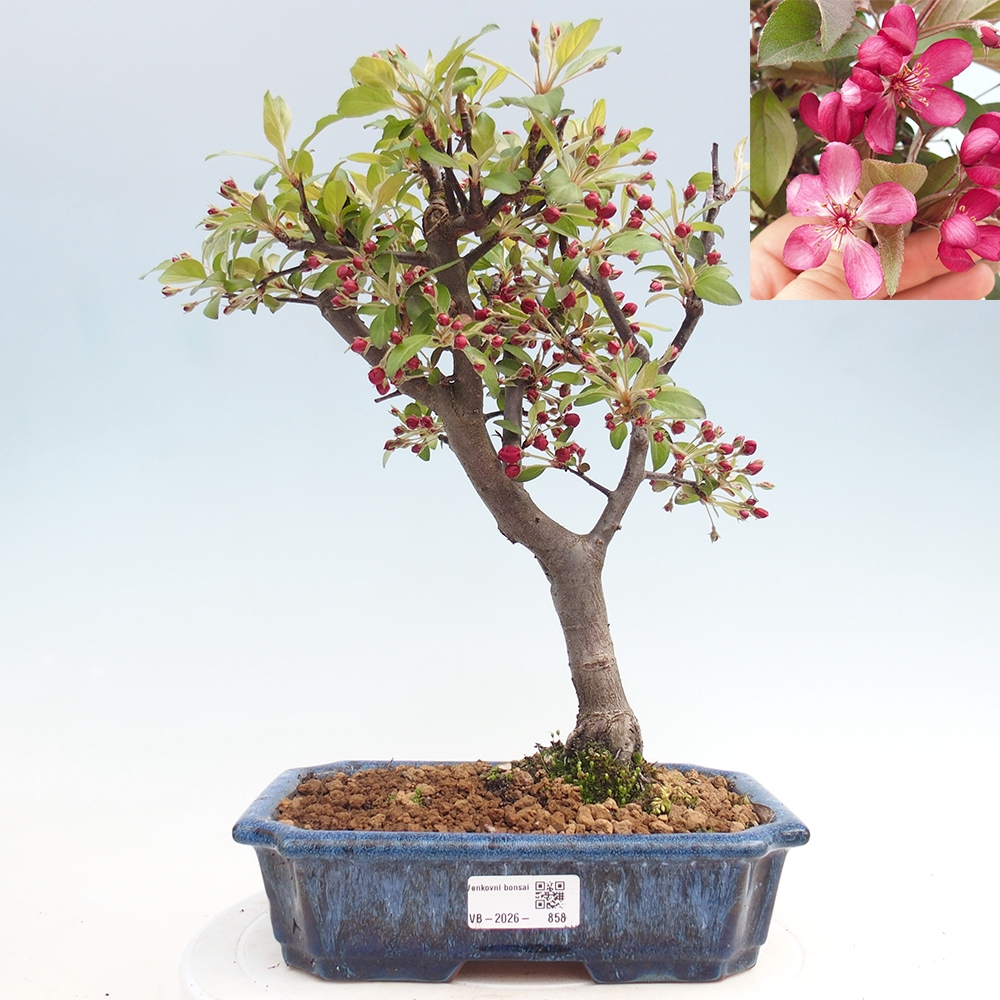 Outdoor bonsai -Malus domestica - Small-fruited red-leaved apple tree