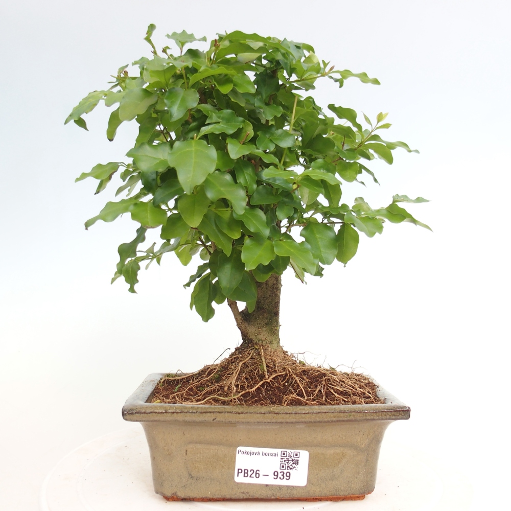 Room bonsai -Ligustrum chinensis - Birds Beak