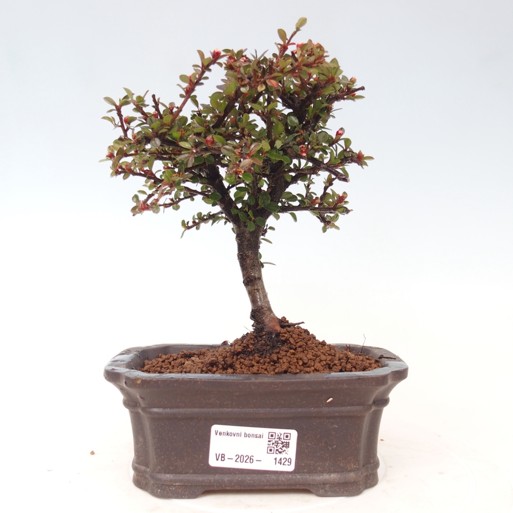 Outdoor bonsai - Cotoneaster horizontalis - Rocky Mountain