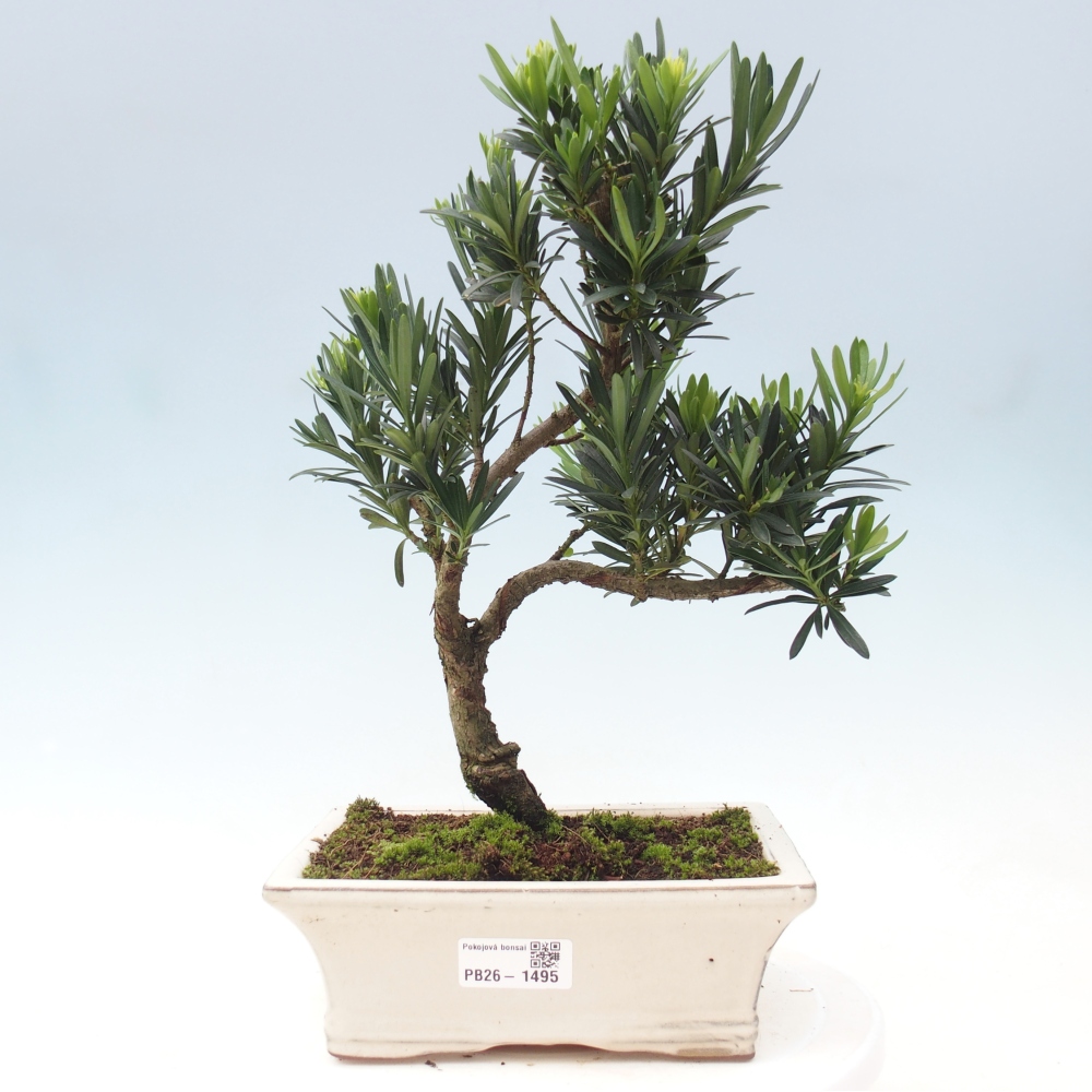 Room bonsai - Podocarpus - Stone Yew