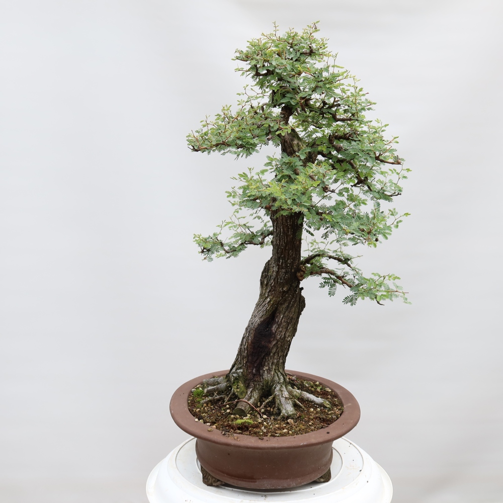 Indoor Bonsai - Acacia Arabica