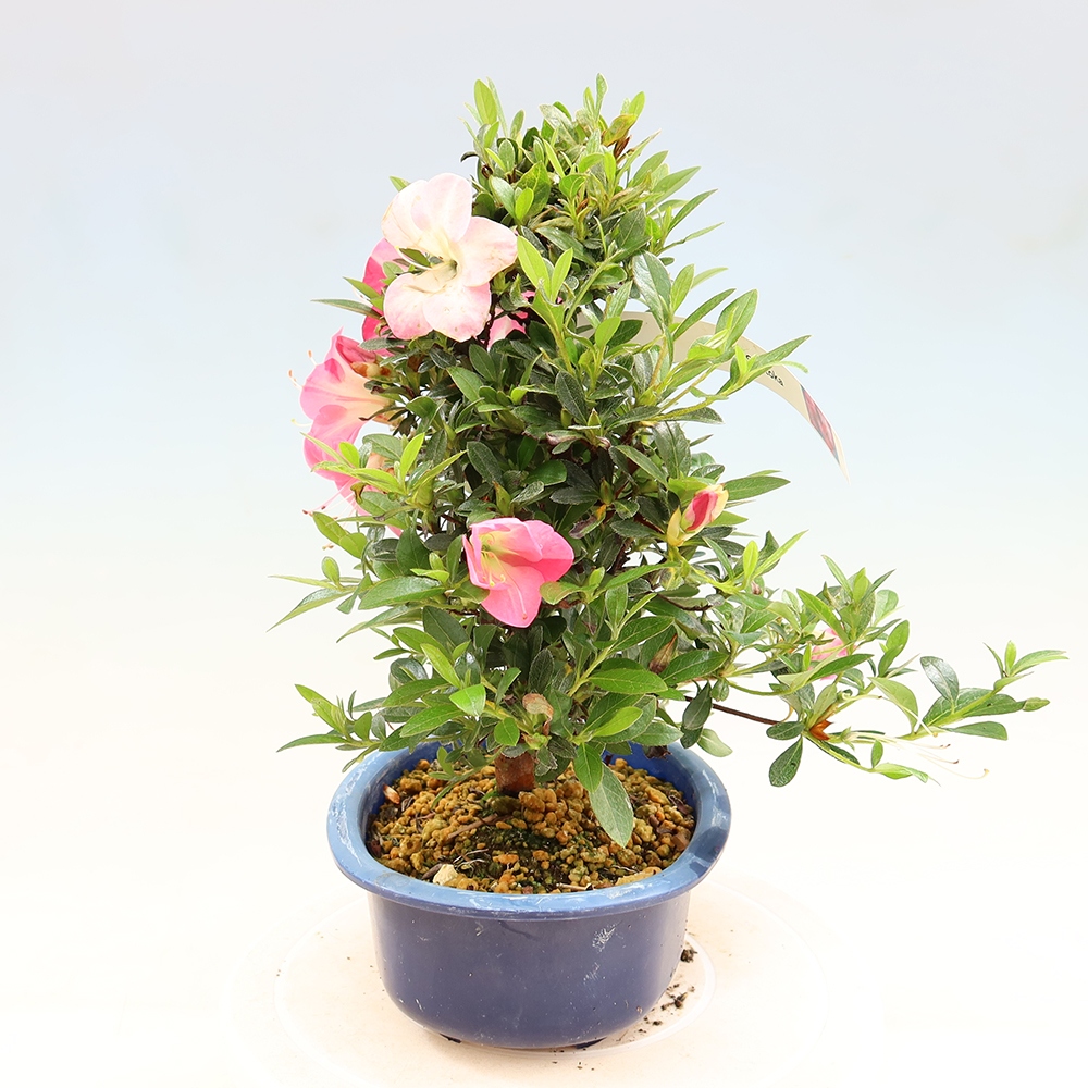 Outdoor bonsai - Japanese Azalea - Azalea Santoka
