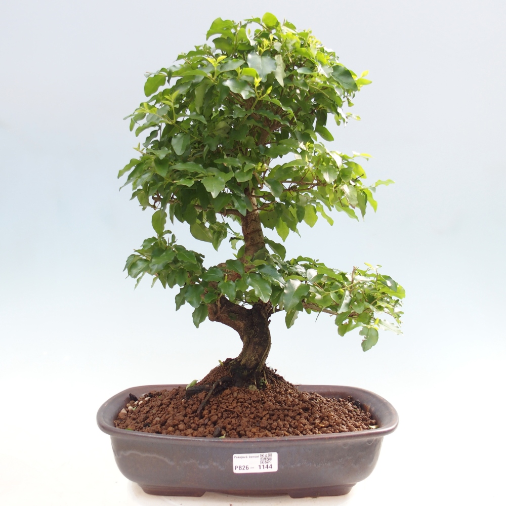 Room bonsai -Ligustrum chinensis - Birds Beak