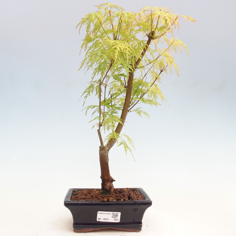 Outdoor bonsai - Acer palmatum Dissectum - Japanese Maple 