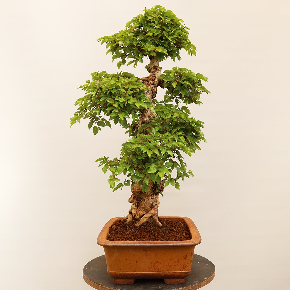 Outdoor bonsai - Carpinus Coreana - Korean hornbeam