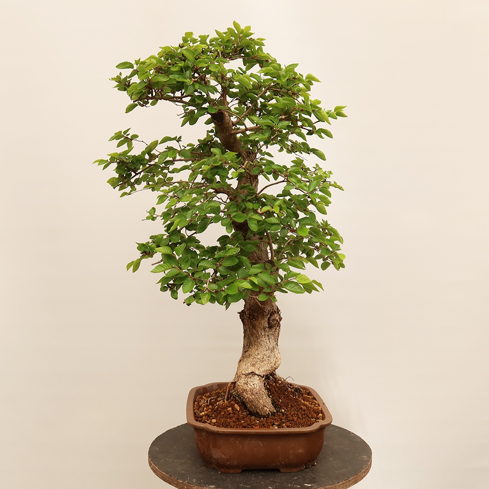 Outdoor bonsai - Carpinus Coreana - Korean hornbeam