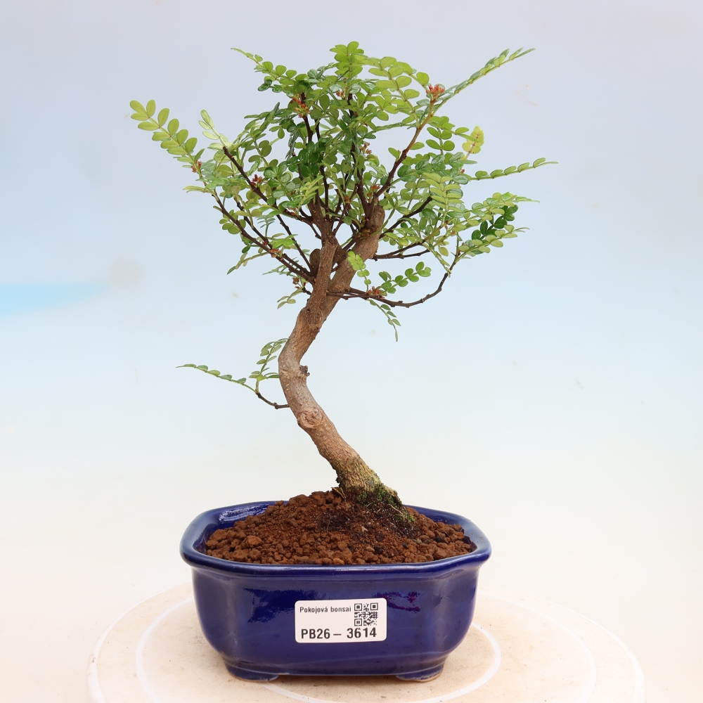 Room bonsai - Zantoxylum piperitum - pepper tree