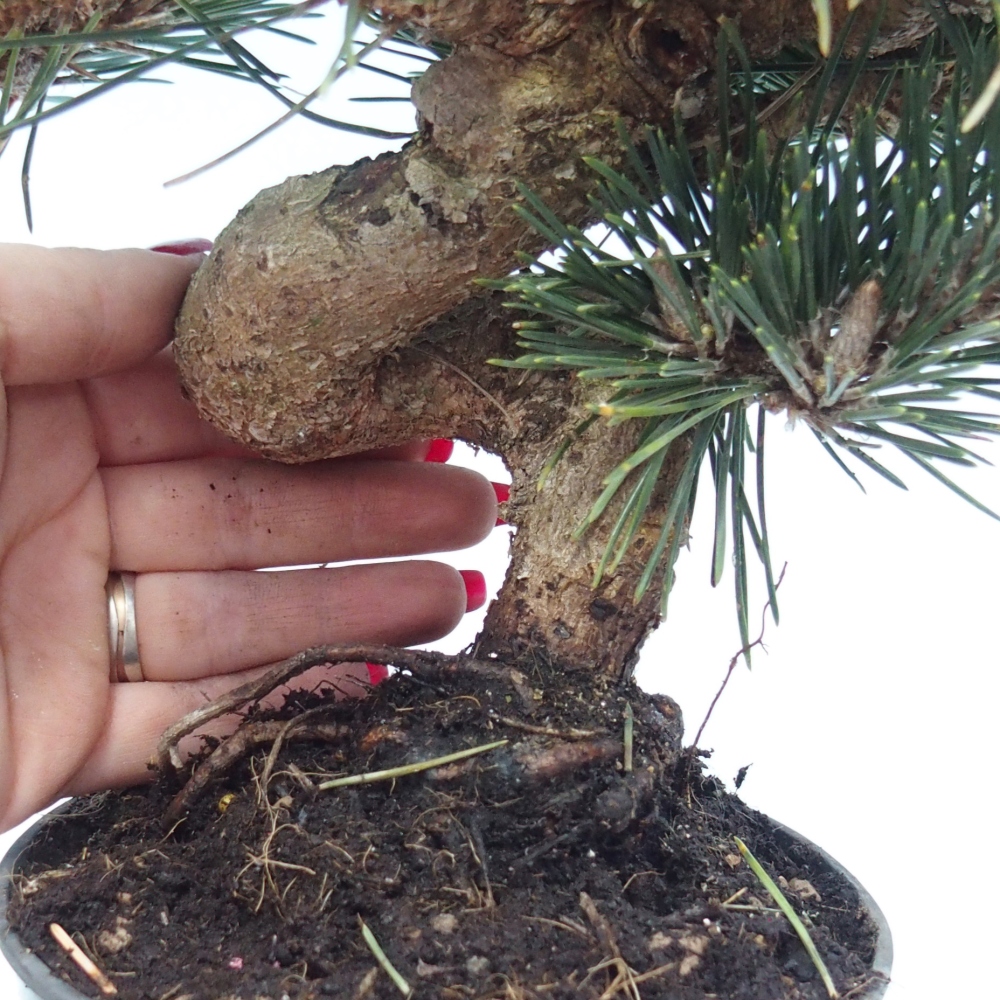 Outdoor bonsai - Pinus thunbergii senjyumaru - Thunberg pine