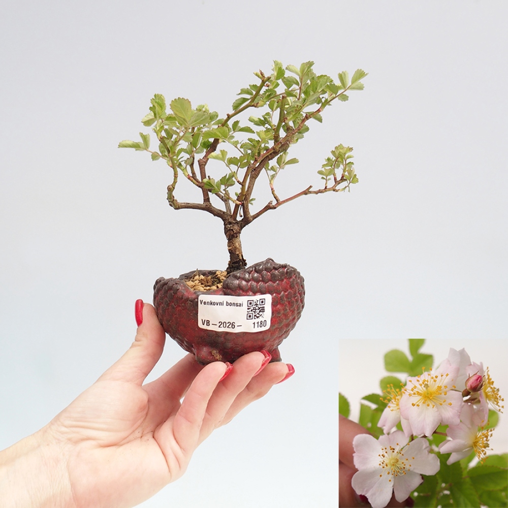 Outdoor bonsai - Rosa sp. - small-flowered rose