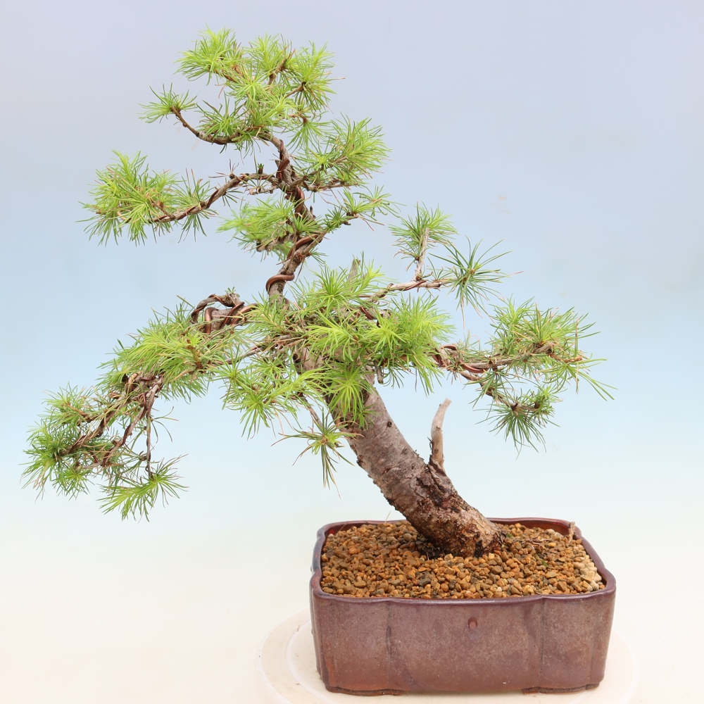 Outdoor bonsai -Larix decidua - Larch